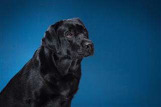 Labrador Dog On Blue Background