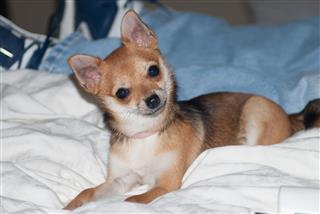 Chihuahua Dog Lounging On The Bed