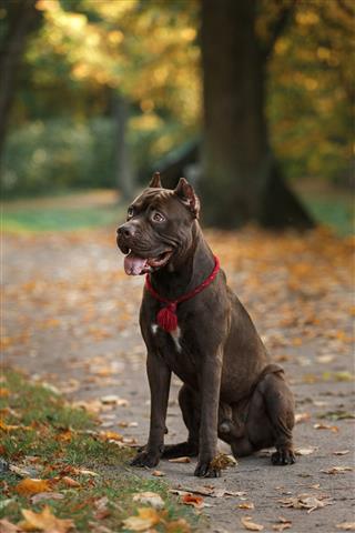 Pit Bull Terrier Dog In The Park
