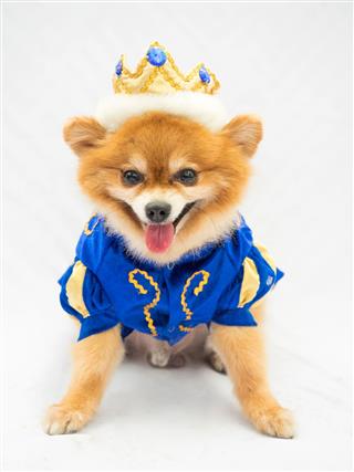 Little Pomeranian In Prince Costume