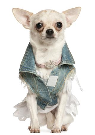 Chihuahua Dressed In Denim