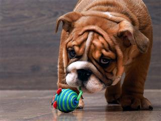 English Bulldog Playing With A Toy