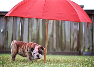 Bulldog Puppy And Umbrella