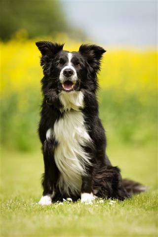 Border Collie Outdoors In Nature