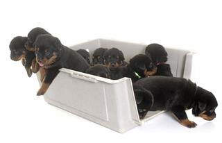 Young Puppies Rottweiler In Kennel