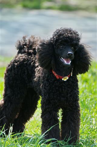 Black Poodle On Green Grass