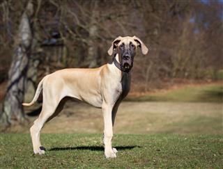 Great Dane Outdoors In Nature