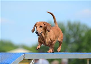Dachshund At A Dog Agility Trial