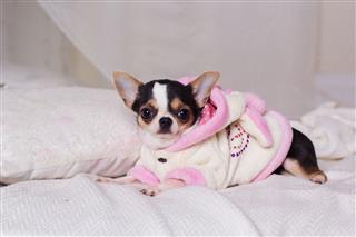 Chihuahua Dog Is Wearing Bathrobe