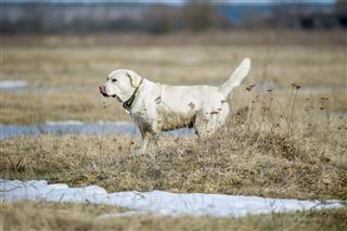 Labrador Walking In Early Spring Field
