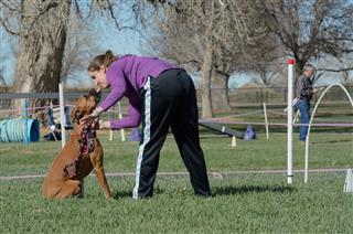 Start Line Kiss At Dog Agility Trial