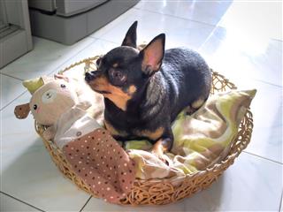 Chihuahua Is Lying In The Basket