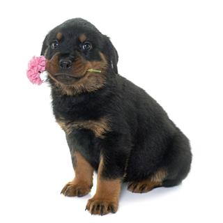 Young Puppy Rottweiler And Flower