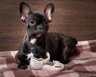 Dog Chews Shoes