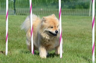 Chow Chow At Dog Agility Trial