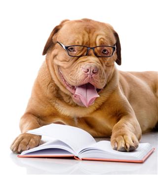 Dog Read Book