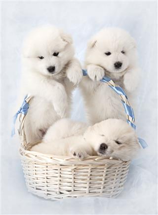 Samoyed Puppies With Basket