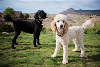 Black And White Standard Poodles
