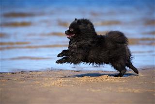 Adorable Spitz Dog Running On Beach