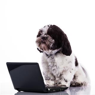 Shih Tzu Dog With Laptop