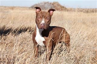 Brown And White Pit Bull Dog