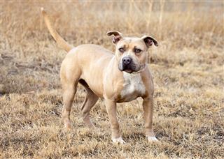Pit Bull Dog Outdoors In Field