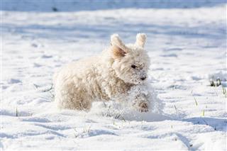 White Poodle Playing In The Snow