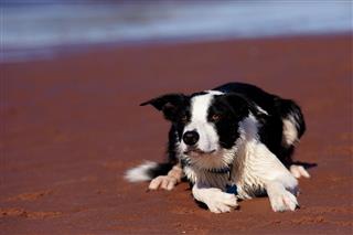Dogs Border Collie