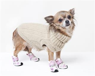 Chihuahua With Winter Clothes