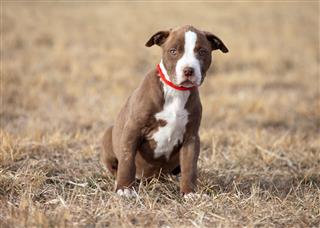 Brown And White Pit Bull Puppy