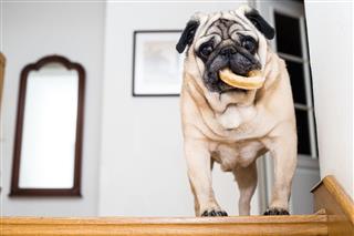 Pug With A Round Bone In Mouth