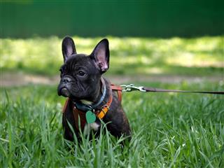 Dog On A Leash And Harness