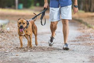 Man Walking With Dog At Park