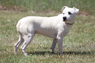 White Pit Bull Retriever Dog