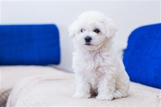 Cute Little Bichon Puppy