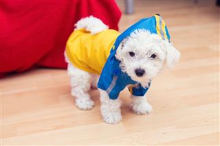 Cute Little Bichon Puppy With Raincoat