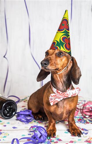 Pet In Party Hat And Bow Tie