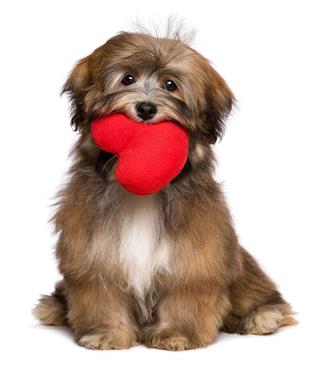 Puppy Holds A Red Heart In Her Mouth