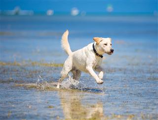 Labrador Retriever Running