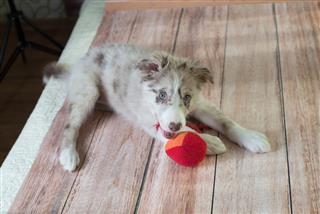 Puppy Border Collie With Toy