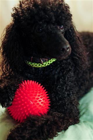 Black Poodle With Red Ball