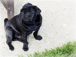 Black Cute Male Pug