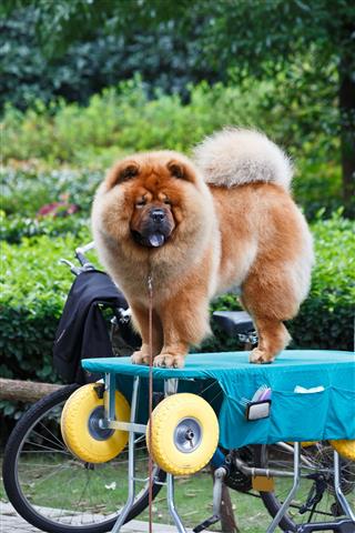 Lovely Brown Chow Chow Dog