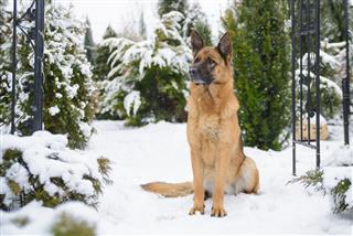 German Shepherd Sitting In The Snow