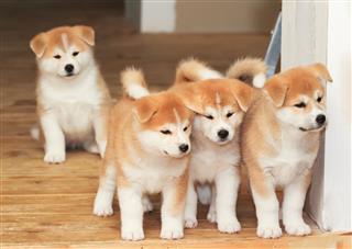 Puppies Of Japanese Akita Inu