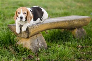 Beagle Sleeping On Bench
