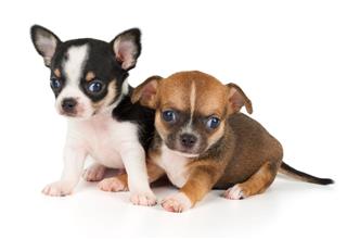 Two Puppies Of Chihuahua