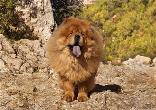 Chow Chow Dog The Lion