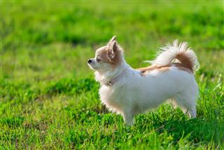Sunny Chihuahua Dog On Summer