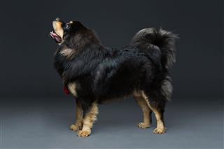 Beautiful Big Tibetan Mastiff Dog